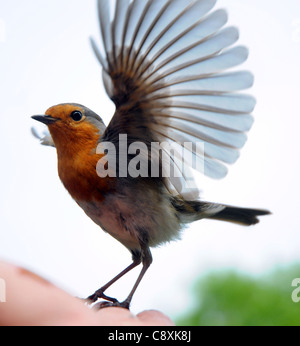 EIN ROTKEHLCHEN FLIEGT IN MEHLWÜRMER AUS EINER FOTOGRAFEN-HAND IN PORTCHESTER, HANTS ERNÄHREN. Stockfoto