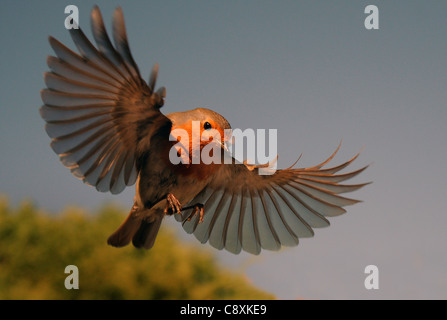 EIN ROTKEHLCHEN FLIEGT IN MEHLWÜRMER AUS EINER FOTOGRAFEN-HAND IN PORTCHESTER, HANTS ERNÄHREN. Stockfoto