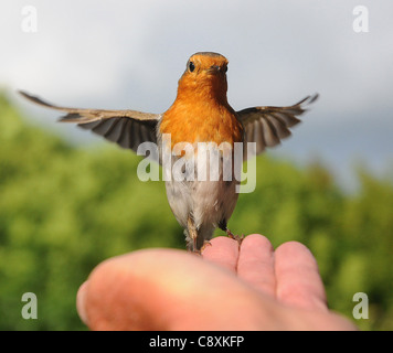 Ein Rotkehlchen fliegt die Fotografen-Hand in einem Garten Ib Portchester, Hants Stockfoto