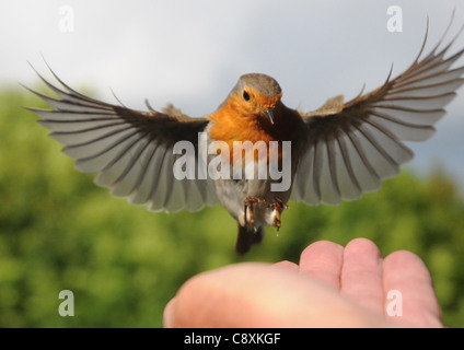 Ein Rotkehlchen fliegt die Fotografen-Hand in einem Garten Ib Portchester, Hants Stockfoto