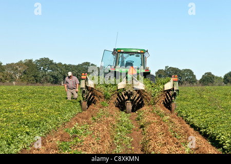 Erdnussernte, John Deere-Traktor, der Erdnussernte "Arachis hypogäa" invertiert. Stockfoto