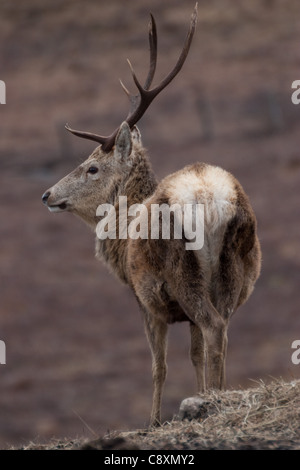 Rothirsch, Cervus Elaphus, Hirsch auf einem schottischen Hügel im winter Stockfoto