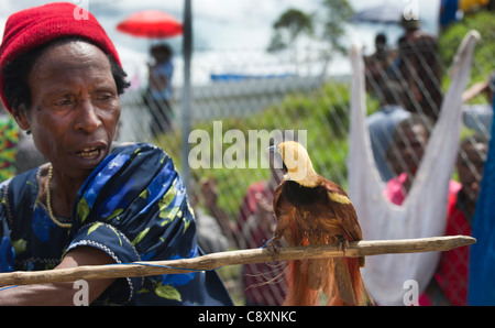 Dame im Markt mit männlichen Raggiana Bird Of Paradise zu verkaufen Mt Hagen Papua Neuguinea Stockfoto