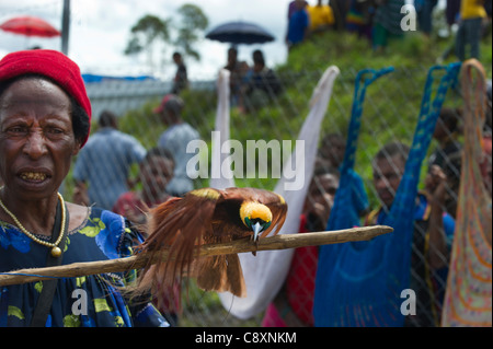 Dame im Markt mit männlichen Raggiana Bird Of Paradise zu verkaufen Mt Hagen Papua Neuguinea Stockfoto