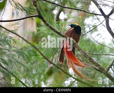 Bird Of Paradise Paradisaea Raggiana Raggiana männlich im Lek Varirata NP-Papua-Neu-Guinea-August Stockfoto