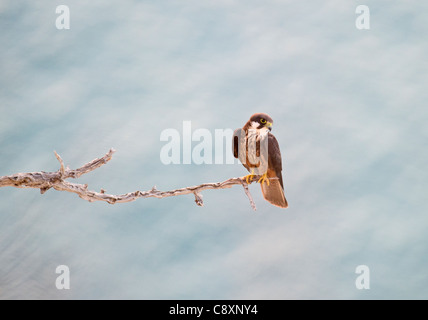 Eleonora von Falcon-Falco Eleonarae blass Morph Zypern Herbst Stockfoto