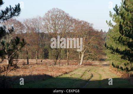 Eine Wald-Fahrt vorbei zwischen Kiefer und Fichte in einem gerodeten Bereich mit Birken, in Thetford Forest Park Stockfoto