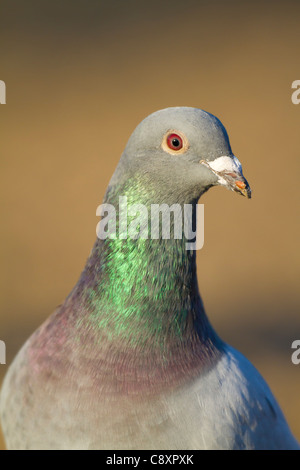 Nahaufnahme des Kopfes von einem wilden Felsentaube (Columba Livia) Stockfoto