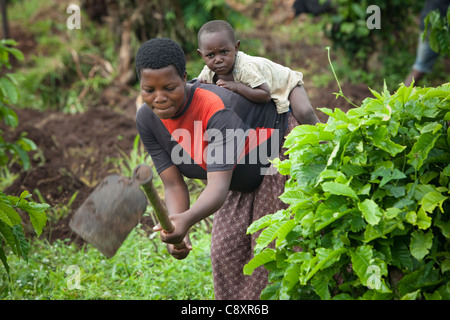 Eine Frau Betriebe mit ihrem kleinen Kind auf dem Rücken in Namutumba District, Uganda, Ostafrika. Stockfoto