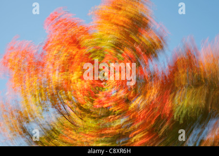 Abstrakte Ansicht des Ahornbaums mit Herbstfarben. Bild, das während der Belichtung mit einem leichten Drehen der Kamera erstellt wurde. Stockfoto