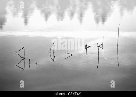 Nebligen Runen in Marienteich See, Harz, Deutschland. Stockfoto