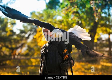 Männer tragen einen Weißkopfseeadler auf seinem Arm. Stockfoto