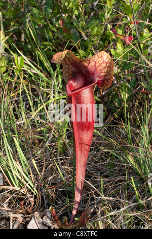 Fleischfressende Pflanzen-Kannenpflanze natürliche Hybride Sarracenia X naczii Florida USA Stockfoto