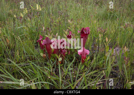 Fleischfressende Kannenpflanze Sarracenia X Mitchelliana (S. Leucophylla x S. Rosea), eine natürliche Hybride, Alabama USA Stockfoto