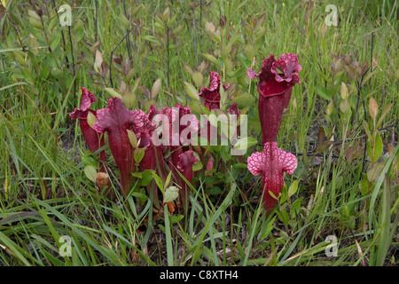 Fleischfressende Kannenpflanze Sarracenia X Mitchelliana (S. Leucophylla x S. Rosea), eine natürliche Hybride, Alabama USA Stockfoto