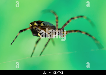 Weibliche Anasuja Schreiben Argiope Spider Schuß von Augenhöhe auf grünem Hintergrund Stockfoto