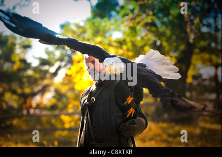 Männer tragen einen Weißkopfseeadler auf seinem Arm. Stockfoto