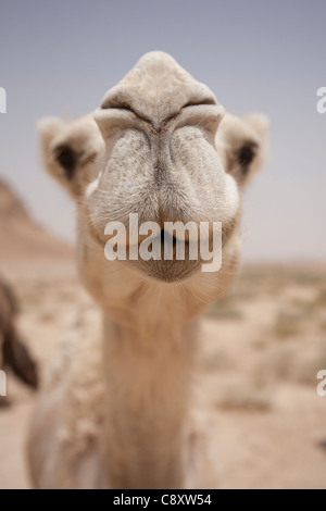 Close-up Detail von einem Kamel. In der Wüste in der Nähe von Riad, Saudi-Arabien getroffen Stockfoto