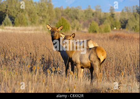 Elch Kuh und Kalb - Cervus Elaphus - National Bison Range, Montana Stockfoto