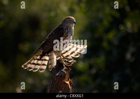 Weibliche Shikra (Accipiter Badius) Stockfoto