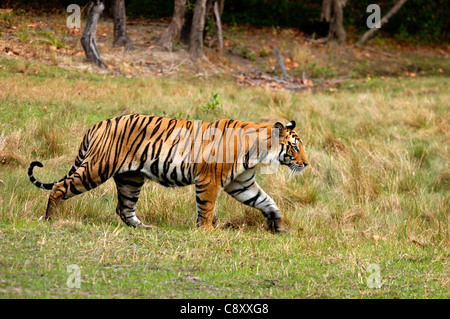 Ein Tiger zu Fuß auf einer Wiese Stockfoto