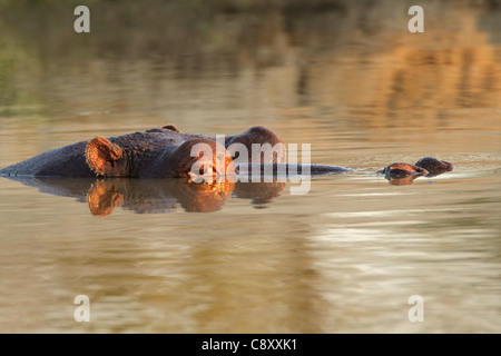 Flusspferd (Hippopotamus Amphibius) untergetaucht im Wasser, Südafrika Stockfoto