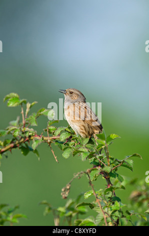 Heckenbraunelle Prunella Modularis im Lied Norfolk Frühling Stockfoto