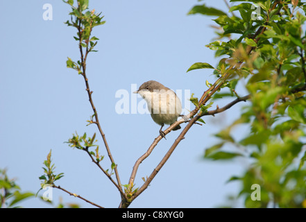 Lesser Whitethroat Sylvia Curruca in Lied kann Norfolk Stockfoto