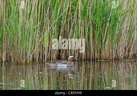 Garganey Anas Querquedula männlichen Cley Norfolk Frühling Stockfoto