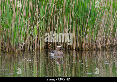 Garganey Anas Querquedula männlichen Cley Norfolk Frühling Stockfoto