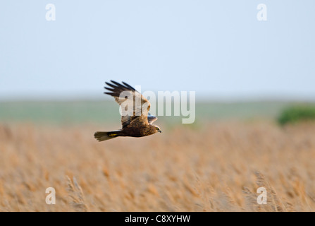 Marsh Harrier Circus Aeruginosus männlichen Norfolk Frühling Stockfoto