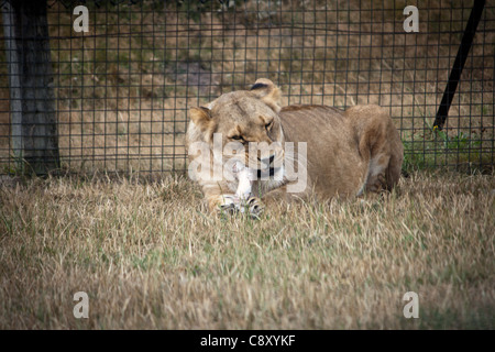 Eine Vielzahl der Tiere im Zoo zu Fuß entfernt frei in einem Safari-Park, sind einige von den öffentlichen Besuchern aus ihren Autos gefüttert. Stockfoto