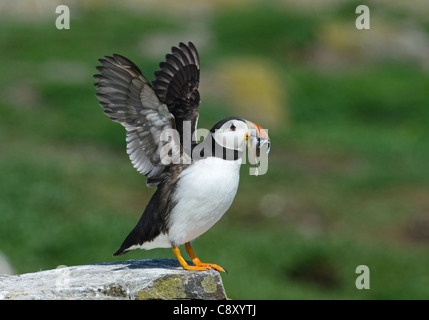 Papageitaucher Fratercula Artica mit Sandaalen Inner Farne Insel Farnes Northumberland UK Juli Stockfoto