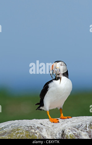 Papageitaucher Fratercula Artica mit Sandaalen Inner Farne Insel Farnes Northumberland UK Juli Stockfoto