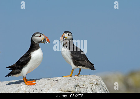 Papageitaucher Fratercula Arctica mit Schnabel voller Sandaale Inner Farne Farne Islands Northumberland Juli Stockfoto