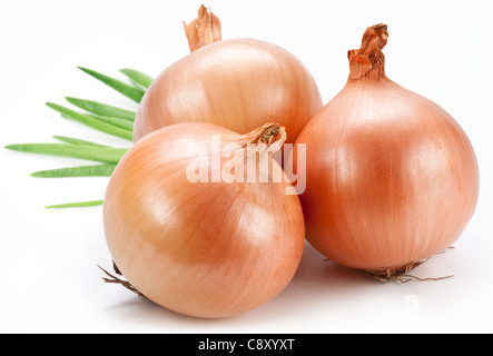 Drei Zwiebeln auf einem weißen Hintergrund. Stockfoto