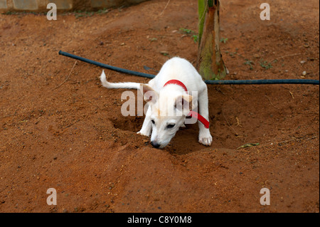 Weißer Hund mit einem roten Kragen Stockfoto