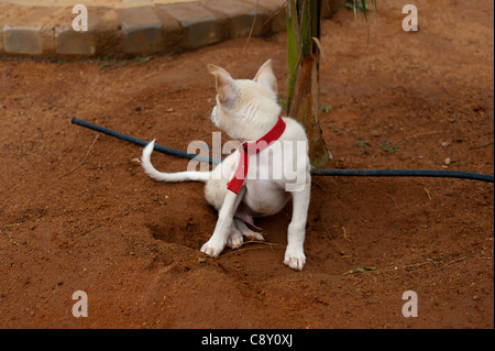 Junge weiße Hund Stockfoto