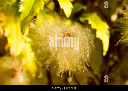 Bill MacKenzie Clematis Samenköpfe Stockfoto