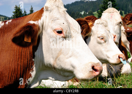 Braun weiße Kühe auf einer landwirtschaftlichen Flächen Stockfoto