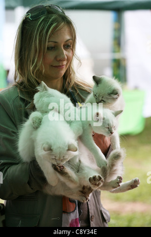 Das Mädchen mit vier Kätzchen. Neva Masquerade Katze Stockfoto