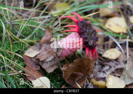 Anemone Stinkmorchel Pilz (Aseroe Rubra). Gemeinsamen Esher, Surrey, UK. Stockfoto