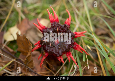 Fliegen Sie ernähren sich von Anemone Stinkmorchel (Aseroe Rubra). Gemeinsamen Esher, Surrey, UK. Stockfoto