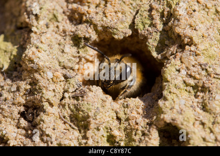 Bergbau-Biene (Colletes Hederae) aus seiner Höhle in einer senkrechten Wand der sandigen Erde.  Dorset, UK. Stockfoto