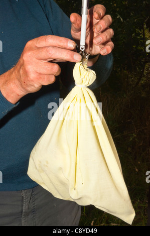 Freiwilliger BTO wiegen des Vogels beim Klingeln eine Schleiereule Tyto Alba für das Klingeln Schema in Suffolk, England, Großbritannien, Uk Stockfoto