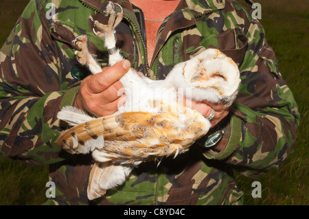 Ein BTO volunteer Klingeln eine Schleiereule Tyto Alba für das Klingeln Schema in Suffolk, England, Großbritannien, Vereinigtes Königreich Stockfoto