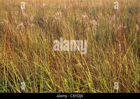 Sawgrass Grasland, Morgenlicht Stockfoto