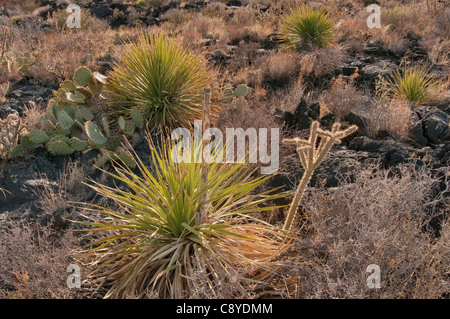 Sotol und Kakteen im Lavafeld, Carrizozo Malpais Lavastrom am Valley of Fires, Tularosa-Becken in der Nähe von Carrizozo, New Mexico, USA Stockfoto