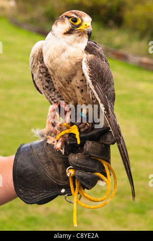 Ein Gefangener Lanner Falcon (Falco Biarmicus) Raubvogel in Stonham Scheunen in Suffolk, England, Großbritannien, Vereinigtes Königreich Stockfoto