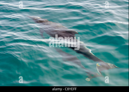 Delphin und Baby knapp Oberflächenwasser, Bay of Islands, Neuseeland Stockfoto